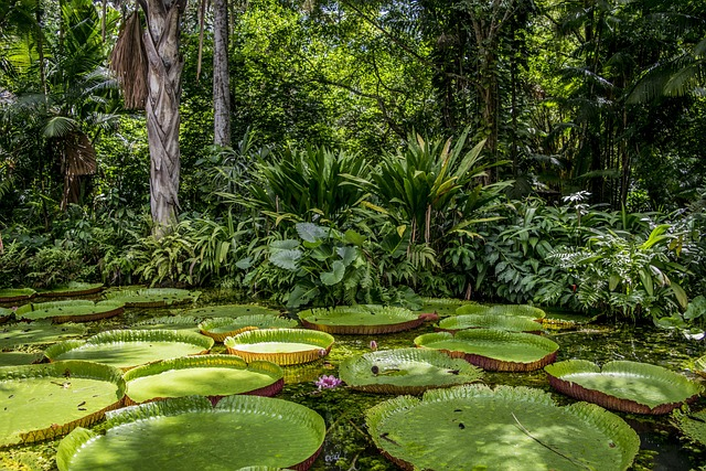 아마존 열대우림